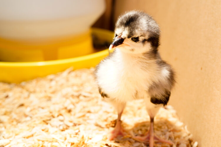 Raising Chicks: Chick Brooder Temperature and Light Requirements